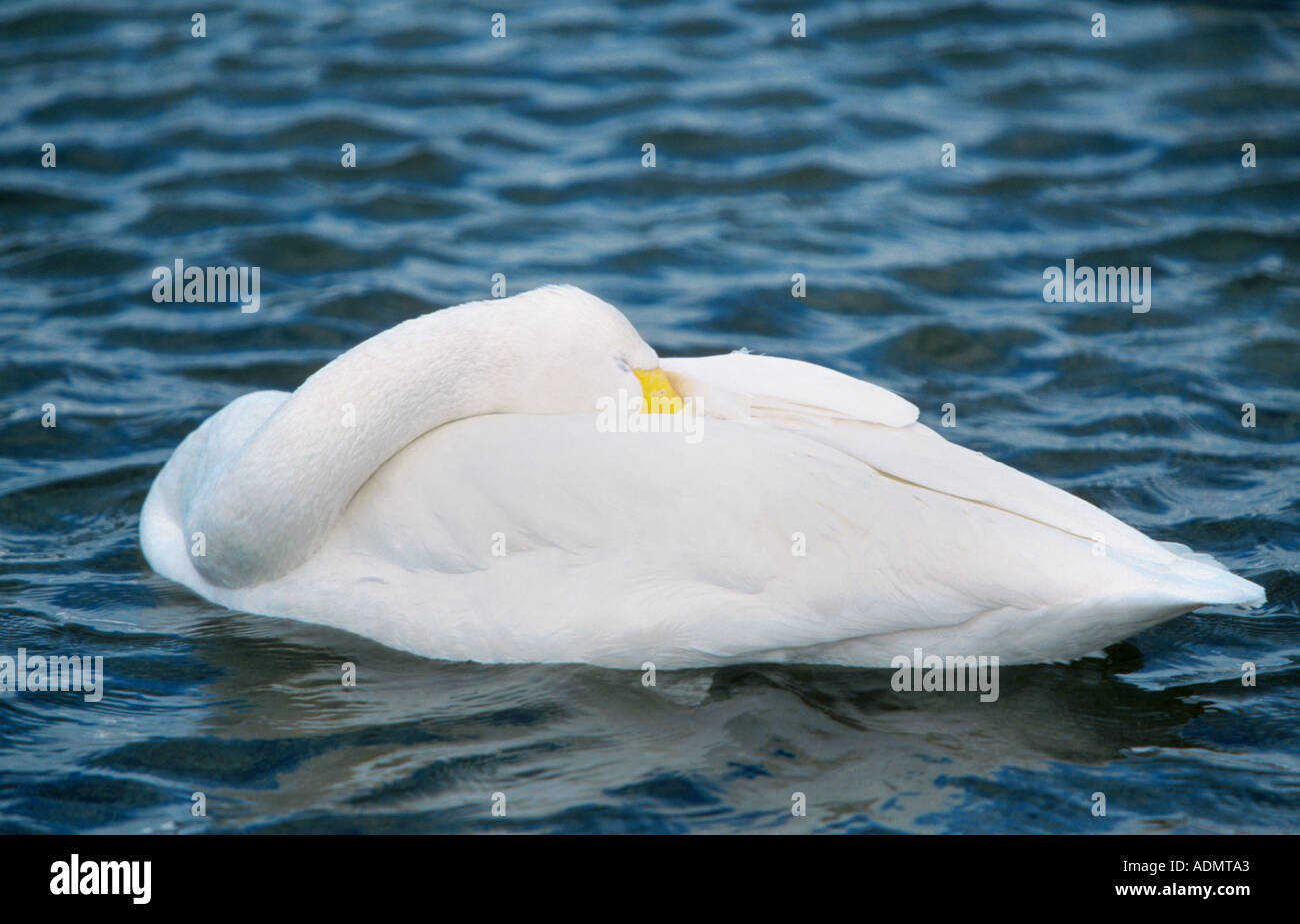 whooper swan (Cygnus cygnus), resting, Japan, Hokkaido. Stock Photo