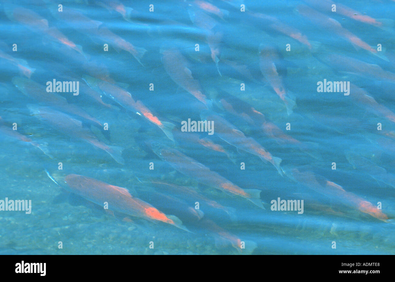 Breeding sockeye salmon hires stock photography and images Alamy