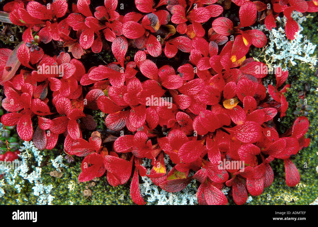 Alpine bearberry, black bearberry (Arctostaphylos alpina), in autumnal red, USA, Alaska, Denali National Park Stock Photo