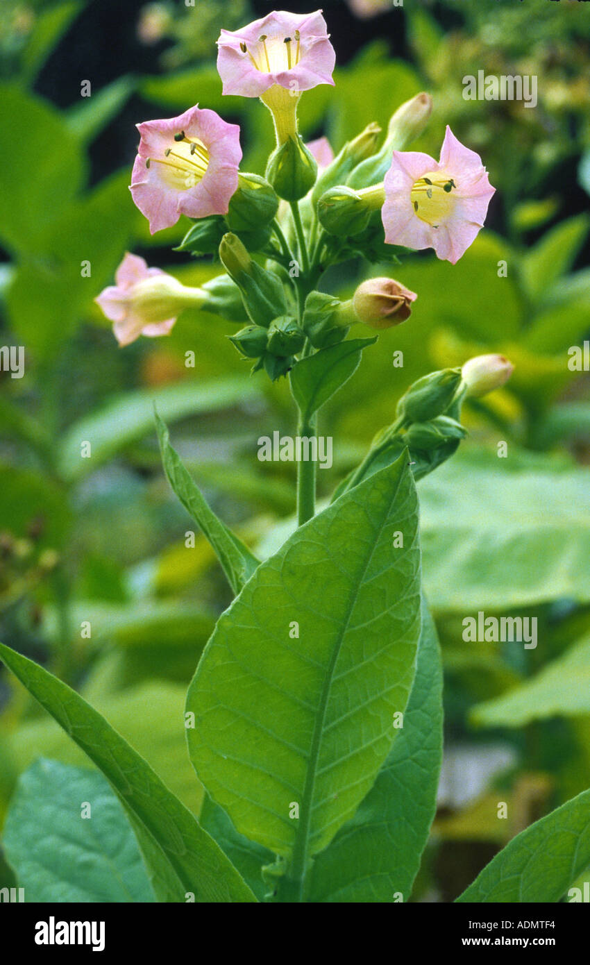 cultivated tobacco (Nicotiana tabacum), blooming Stock Photo