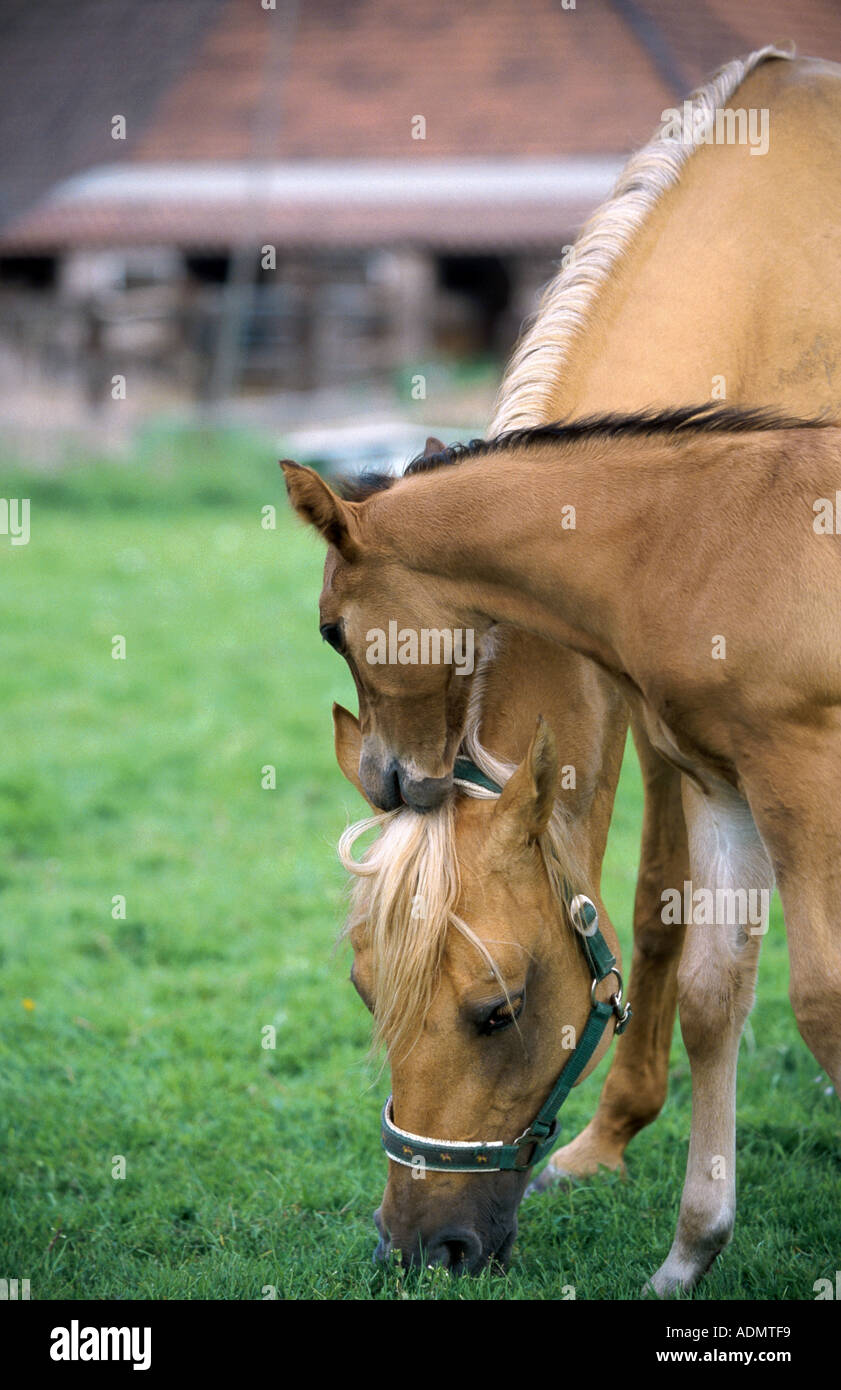 Foal biting into mares ear hires stock photography and images Alamy