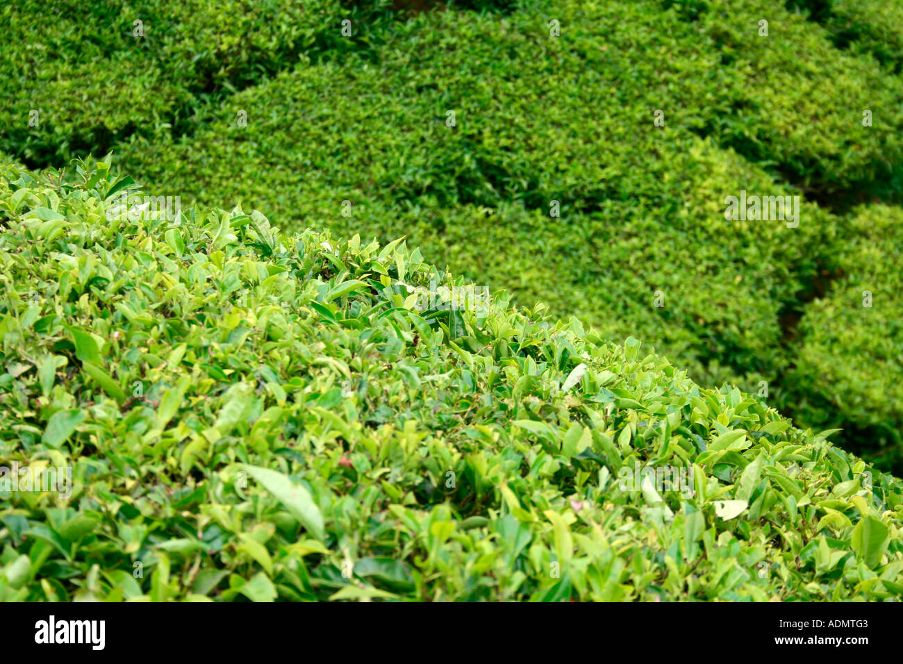 Tea Garden, Munnar India Stock Photo