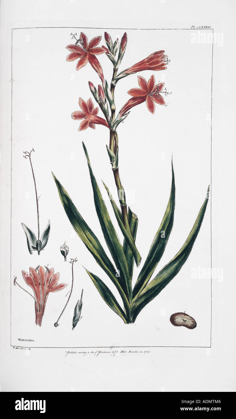 Watsonia meriana L bulbillifera Stock Photo