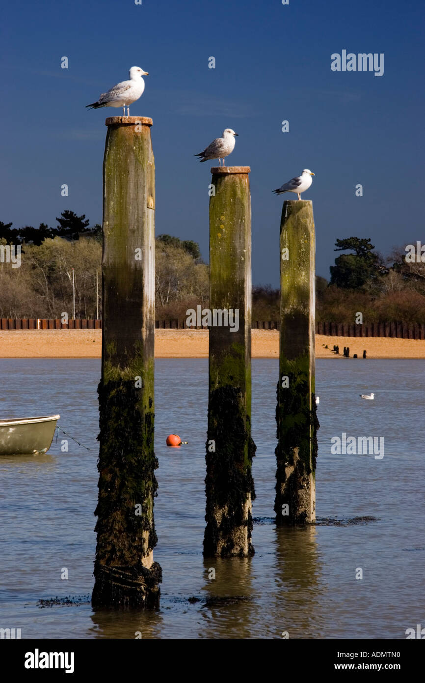 Three seagulls sitting on three wooden posts on a spring afternoon at Felixtowe Ferry Suffolk England UK Stock Photo