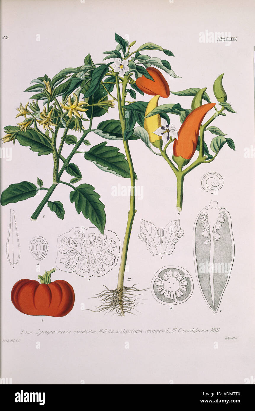 Lycopersicum Esculentum Capsium Annum L And Capsicum Cordiforme Stock Photo Alamy