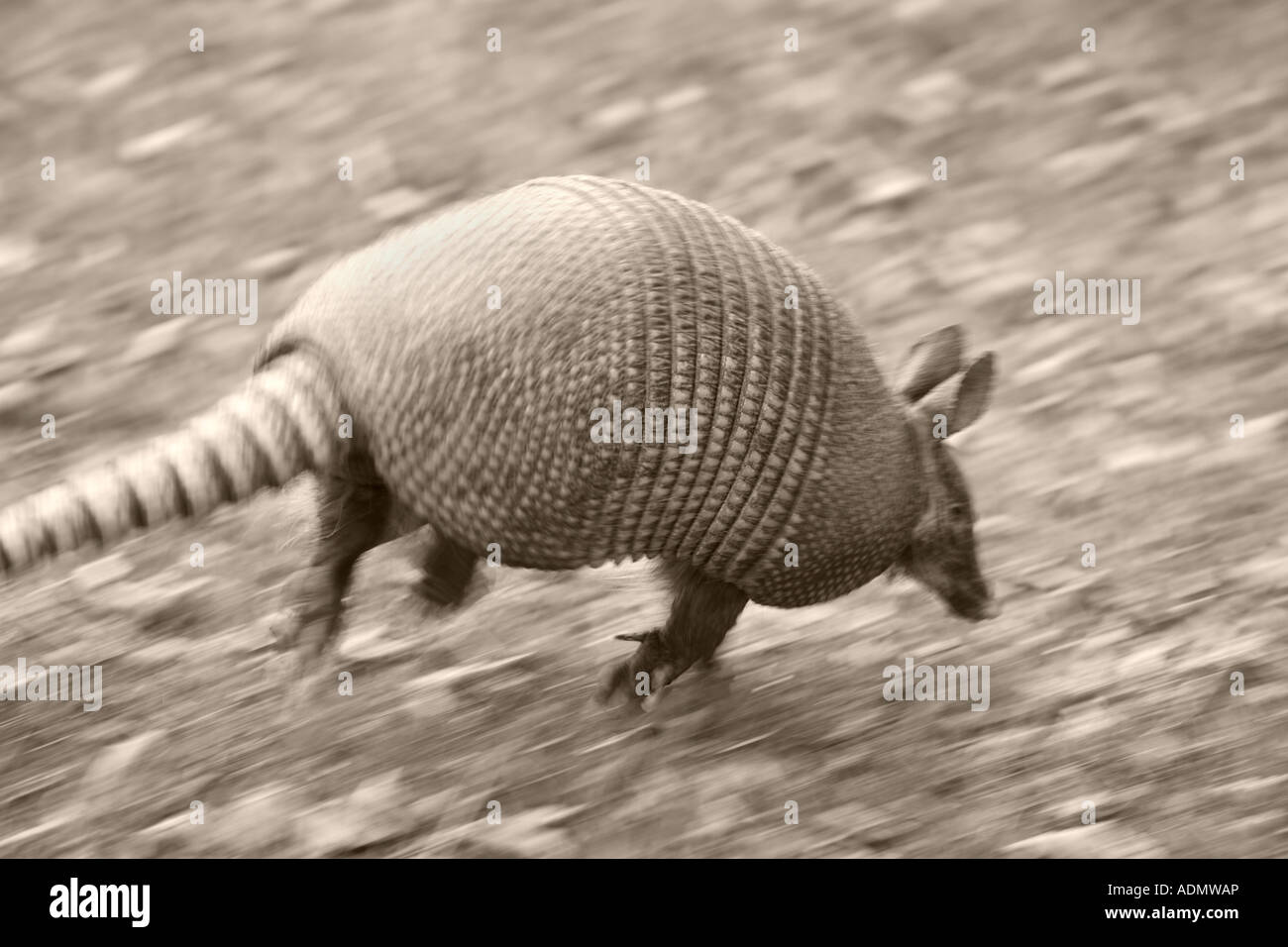 armadillo dasypus novemcintus cumberland island Stock Photo Alamy