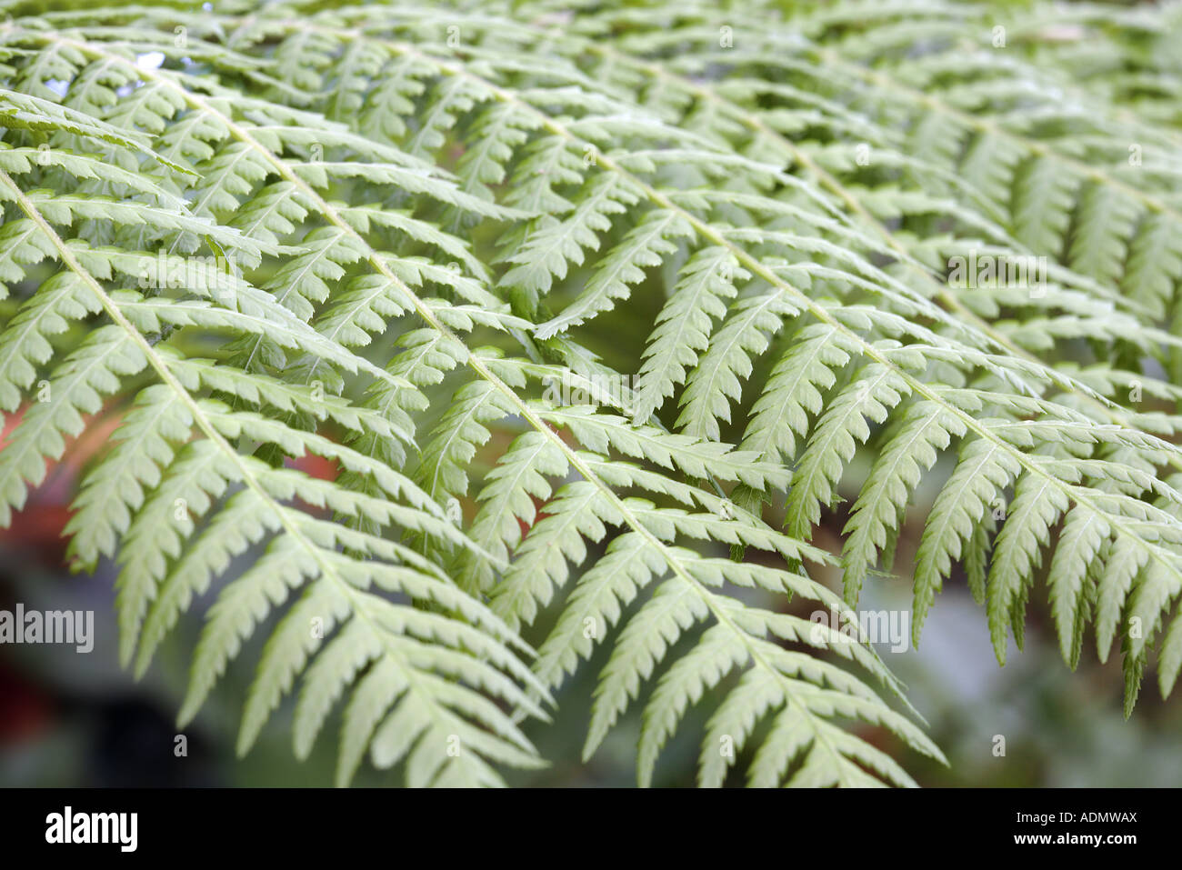 Tasmanian Tree fern Dicksonia antarctica leaf Stock Photo Alamy