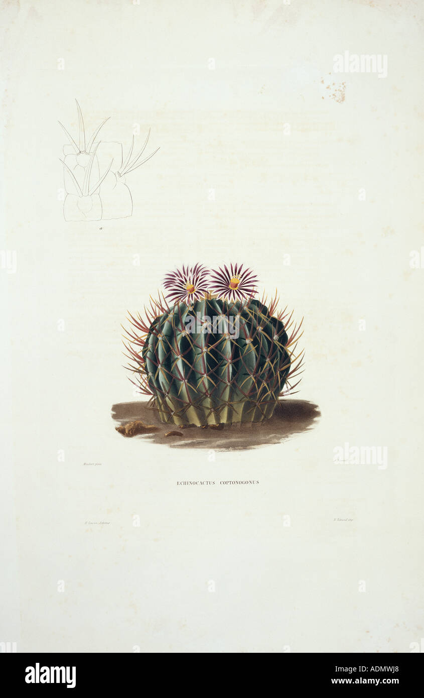 Echinocactus coptonogonus cactus Stock Photo