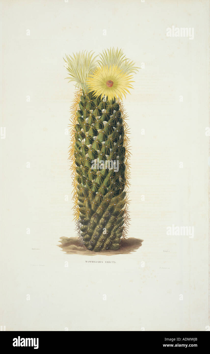 Mammillaria erecta cactus Stock Photo