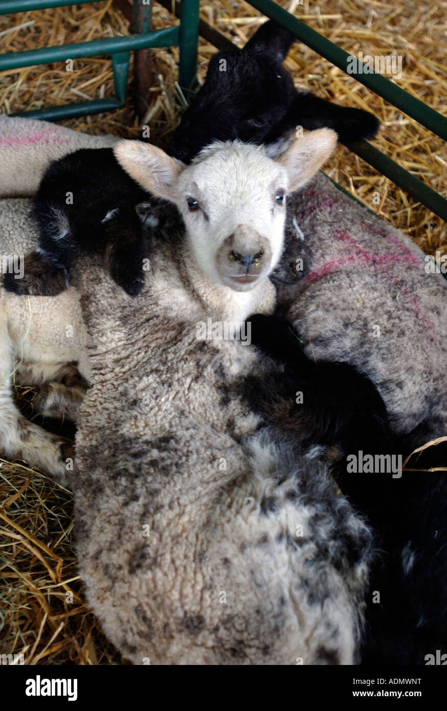 THREE LAMBS IN A PEN UK Stock Photo - Alamy