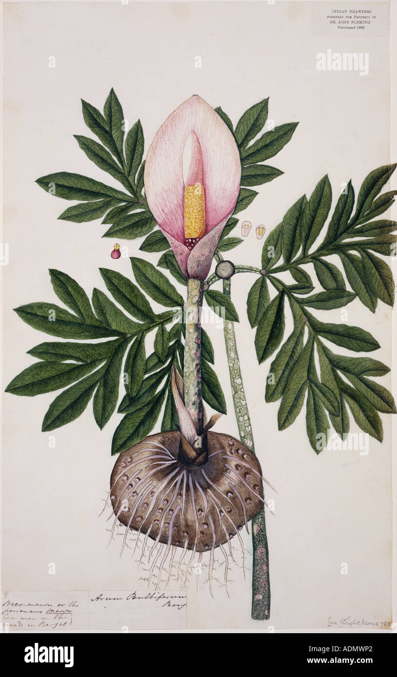 Arum bulbiferum lily Stock Photo