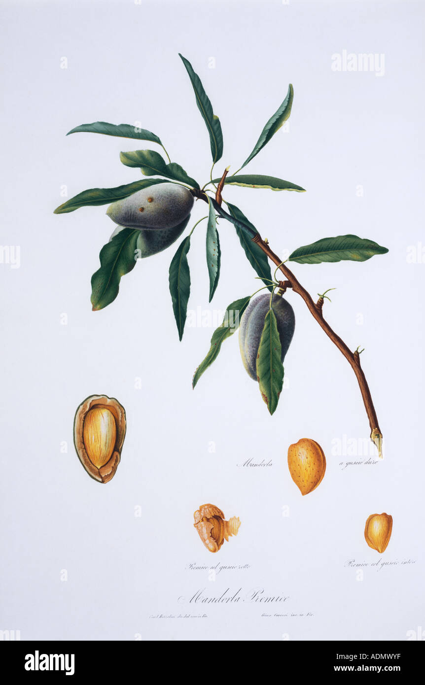 Mandorla premice almond tree Stock Photo