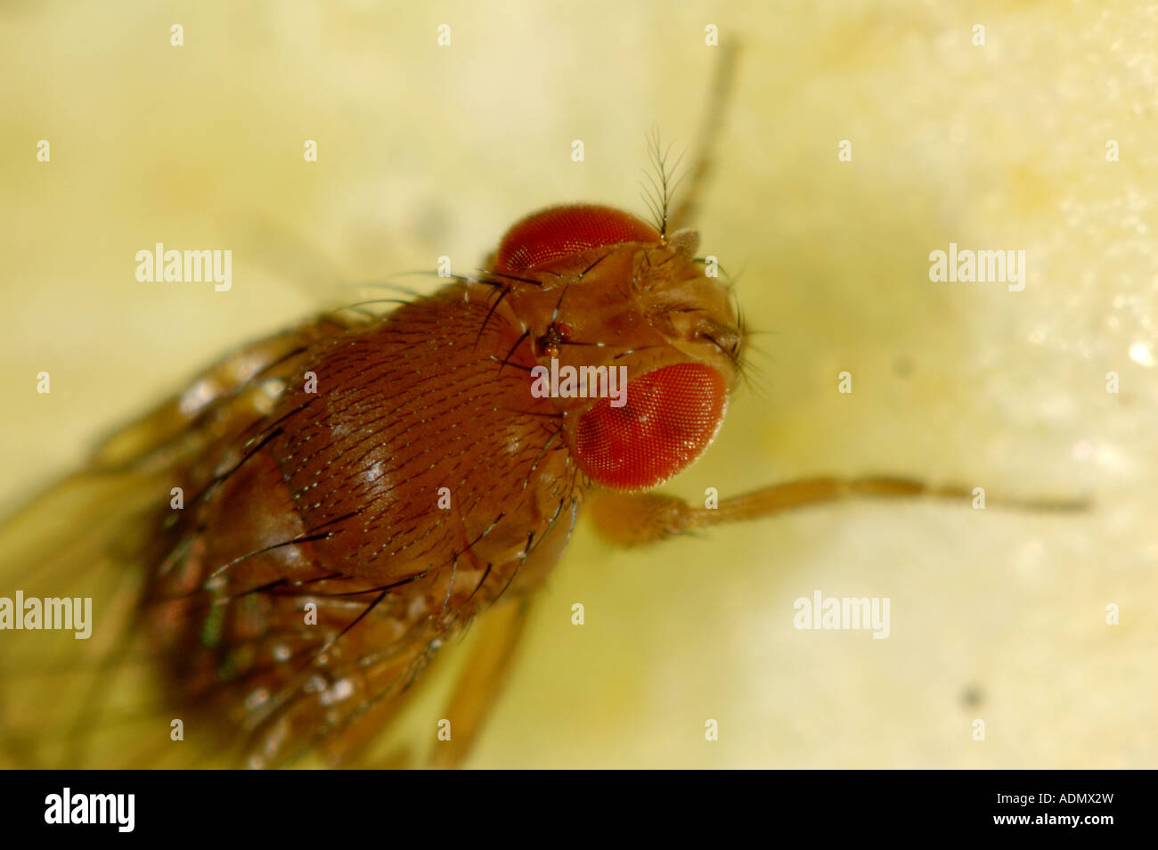 Adult fruit fly Drosophila sp a genus used for experiments because of their rapid breeding cycle Stock Photo