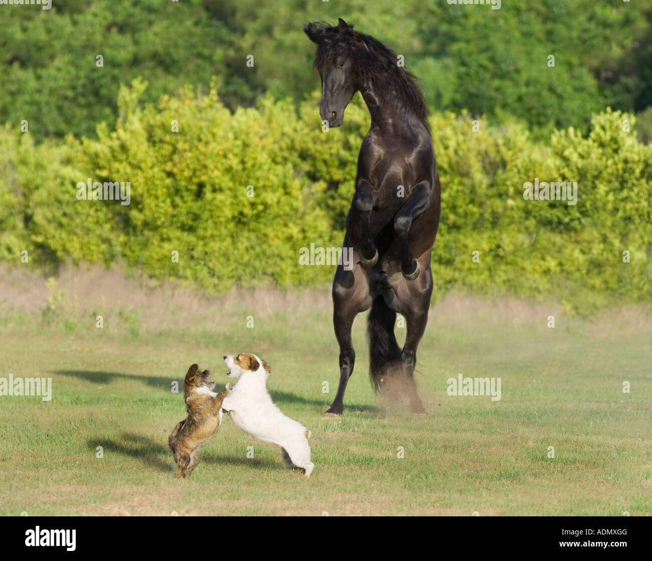 Black Andalusian stallion rears up in paddock while two small dogs play near him Stock Photo