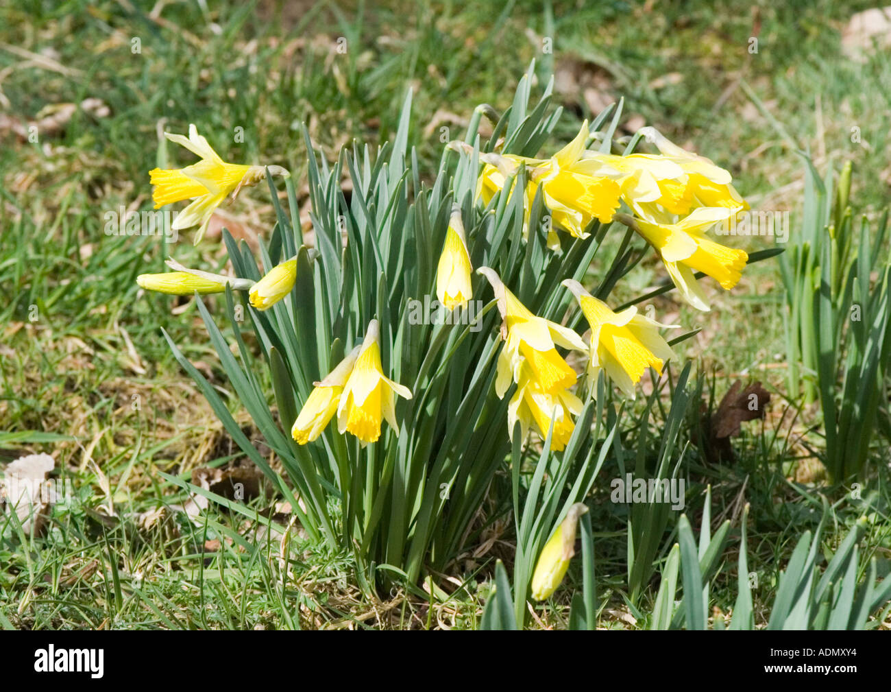 Wild Daffodils Stock Photo