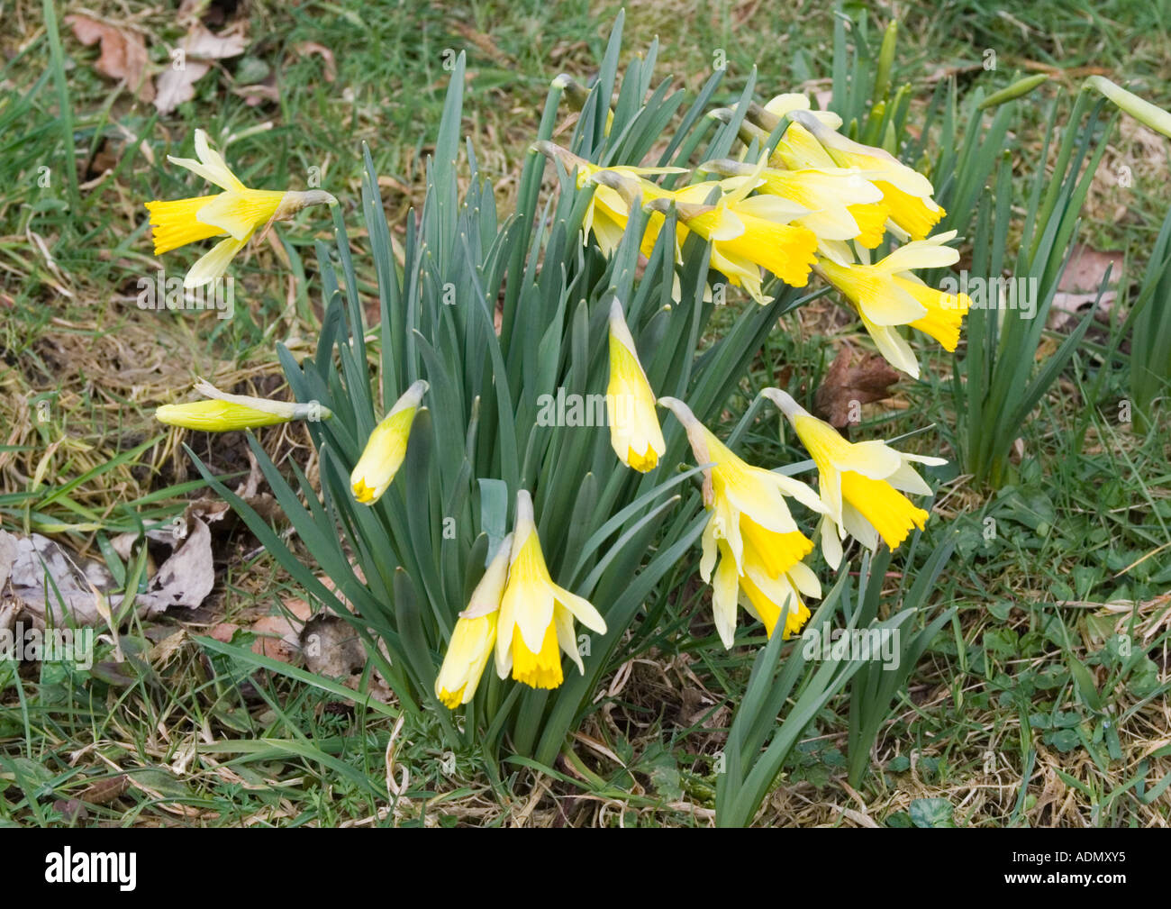 Wild Daffodils in Farndale, North Yorkshire. Stock Photo