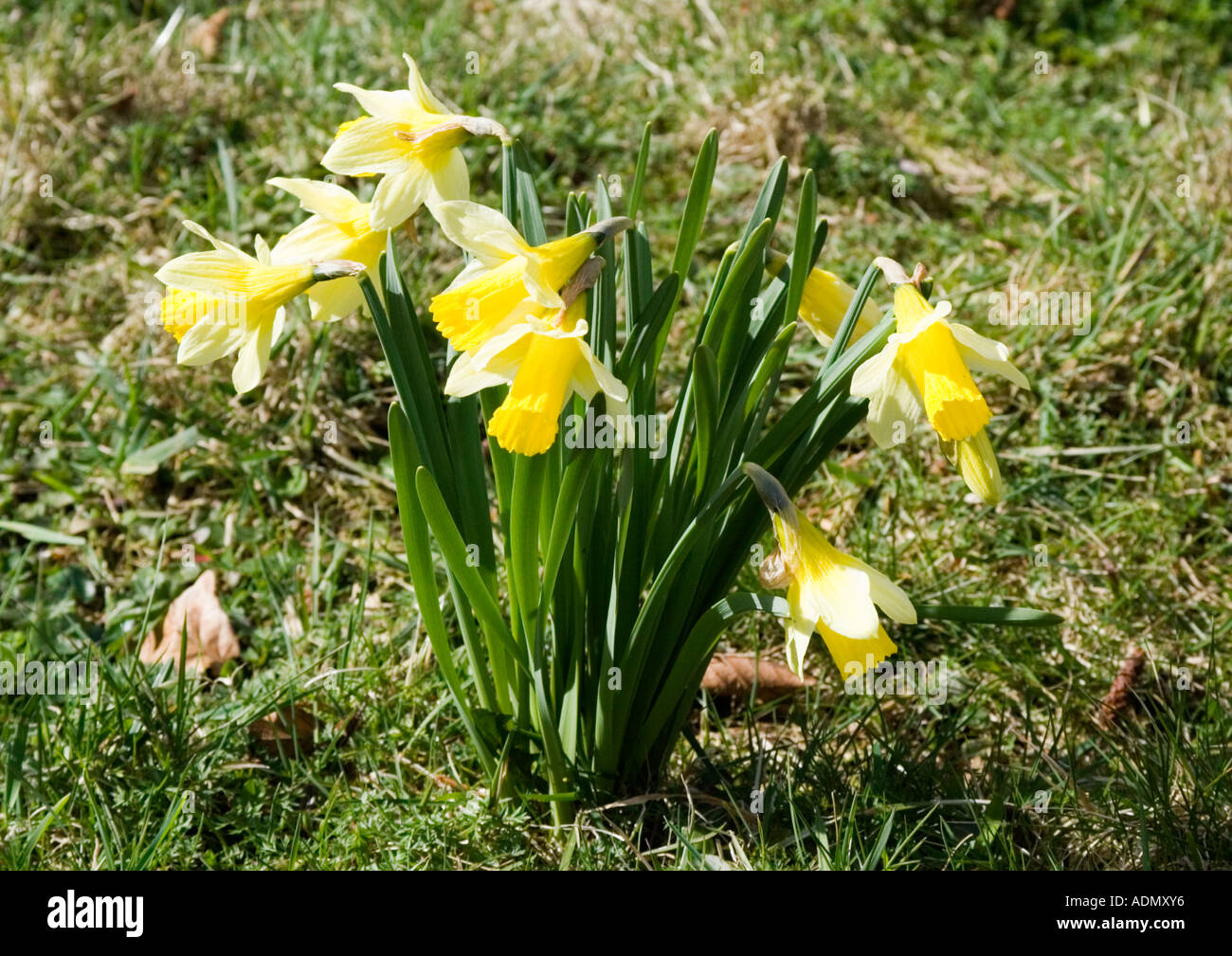 Wild Daffodils in Farndale. Stock Photo