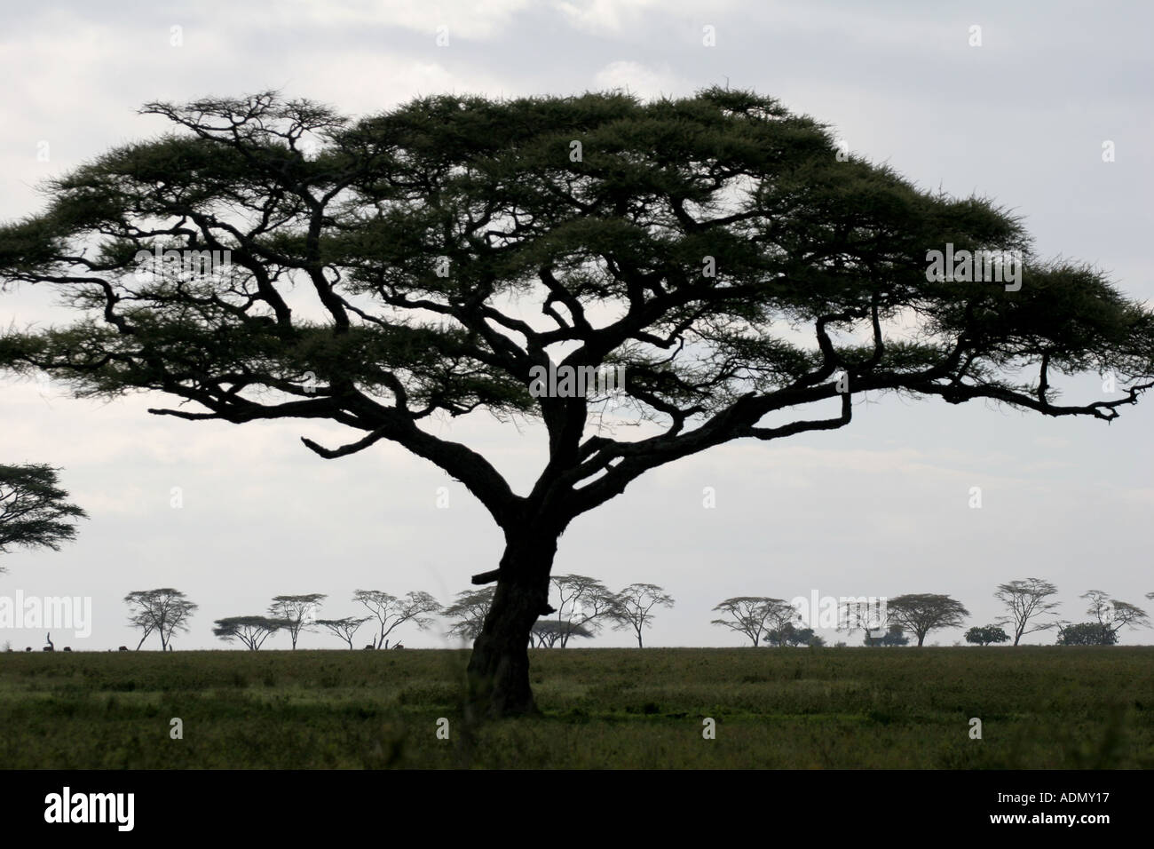 Acacia Tree Silhouette High Resolution Stock Photography and Images - Alamy