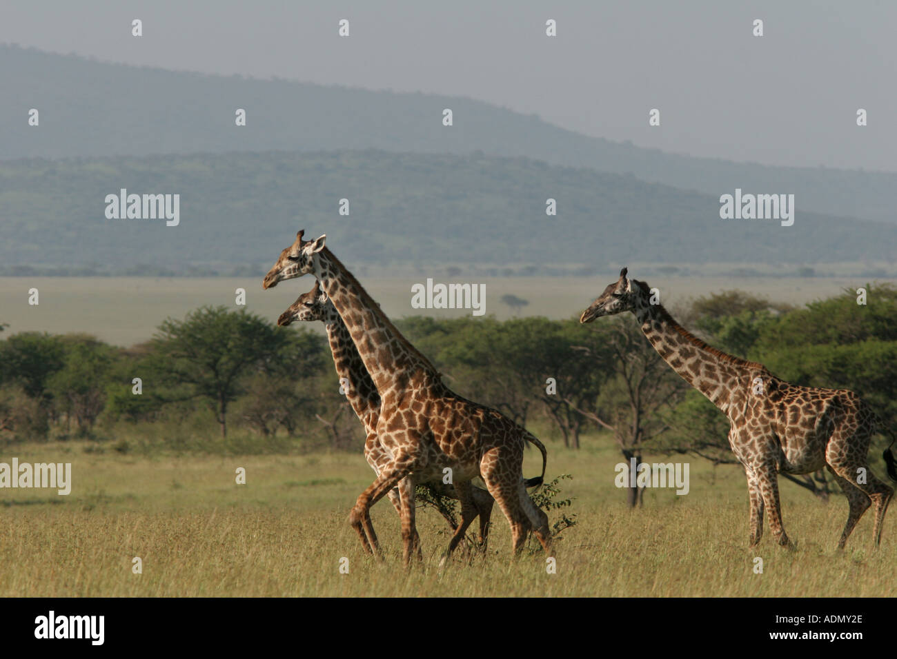 Serengeti safari and a giraffe hi-res stock photography and images - Alamy