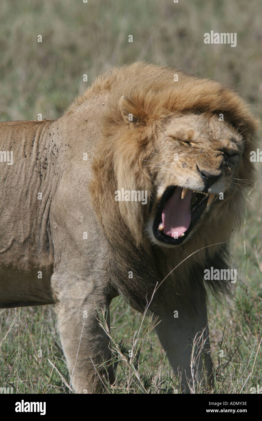 tanzania serengeti africa savannah grassland mammal lion yawn safari tired sleepy Stock Photo
