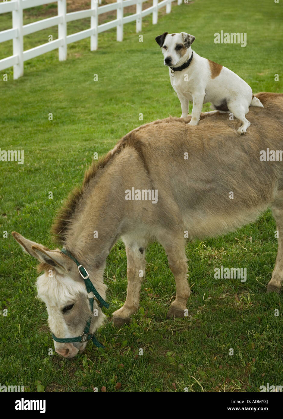Jack Russel Terrior dog riding on the back of a donkey Stock Photo