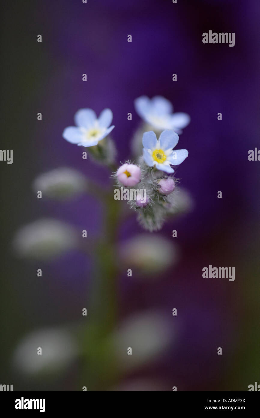 me not flower (Myosotis Stock Photo Alamy