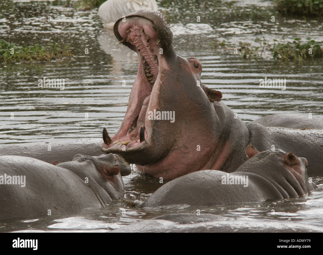 Hippopotamus mud wallow Tanzania Ngorongoro Crater Stock Photo