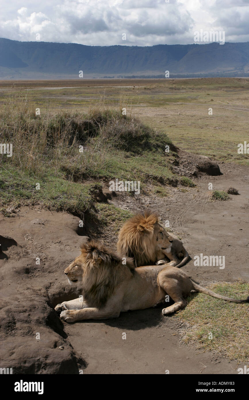 female lion tanzania Ngorongoro Crater Stock Photo