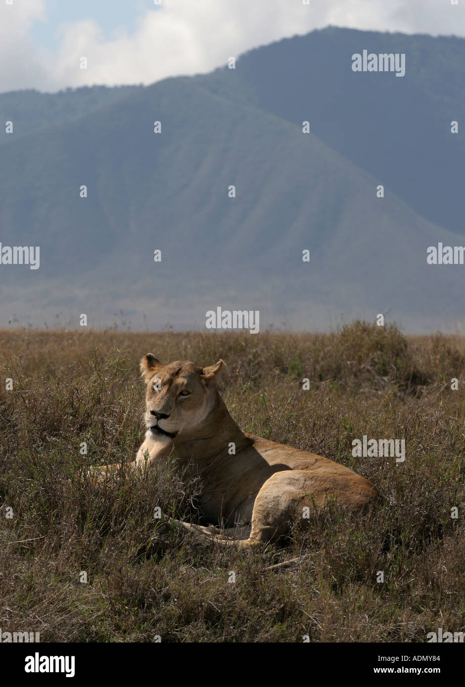 female lion tanzania Ngorongoro Crater Stock Photo