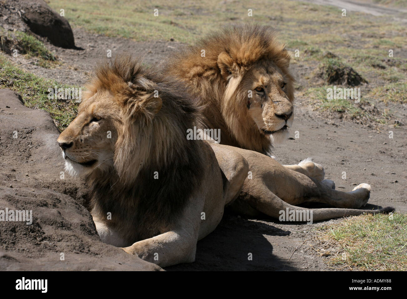 male lion tanzania Ngorongoro Crater Stock Photo