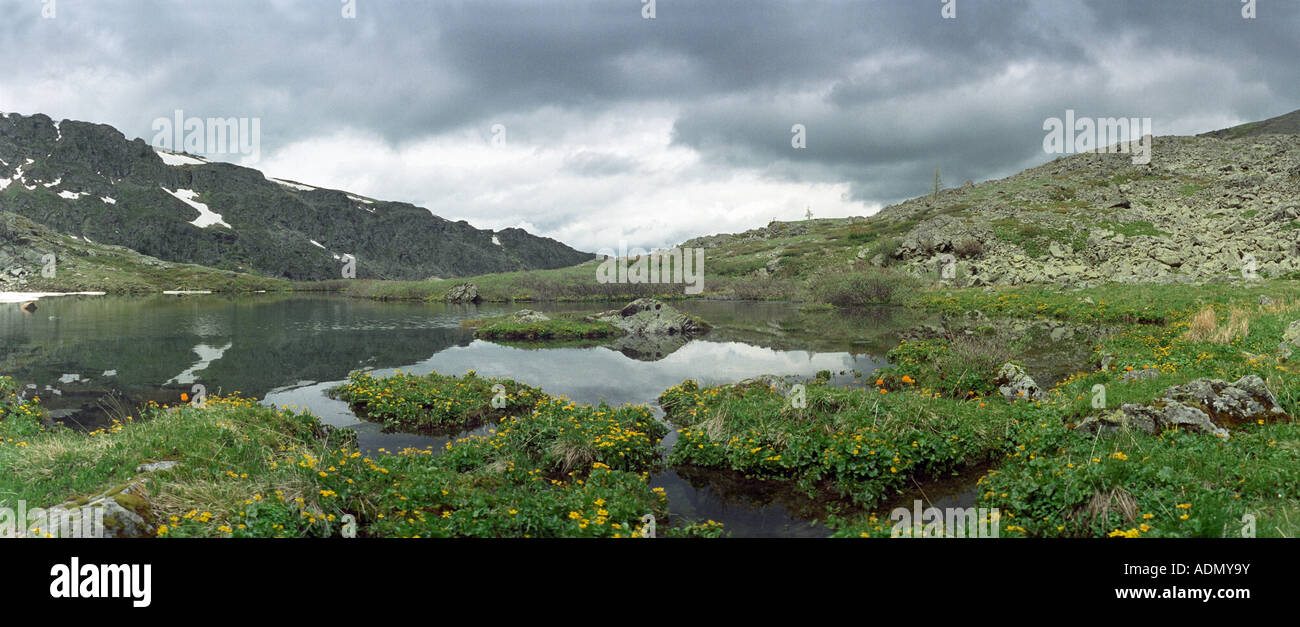 Kingcup (Caltha palustris, Ranunculaceae). Karakol lake. The Iolgo Range. Altai. Siberia. Russia Stock Photo