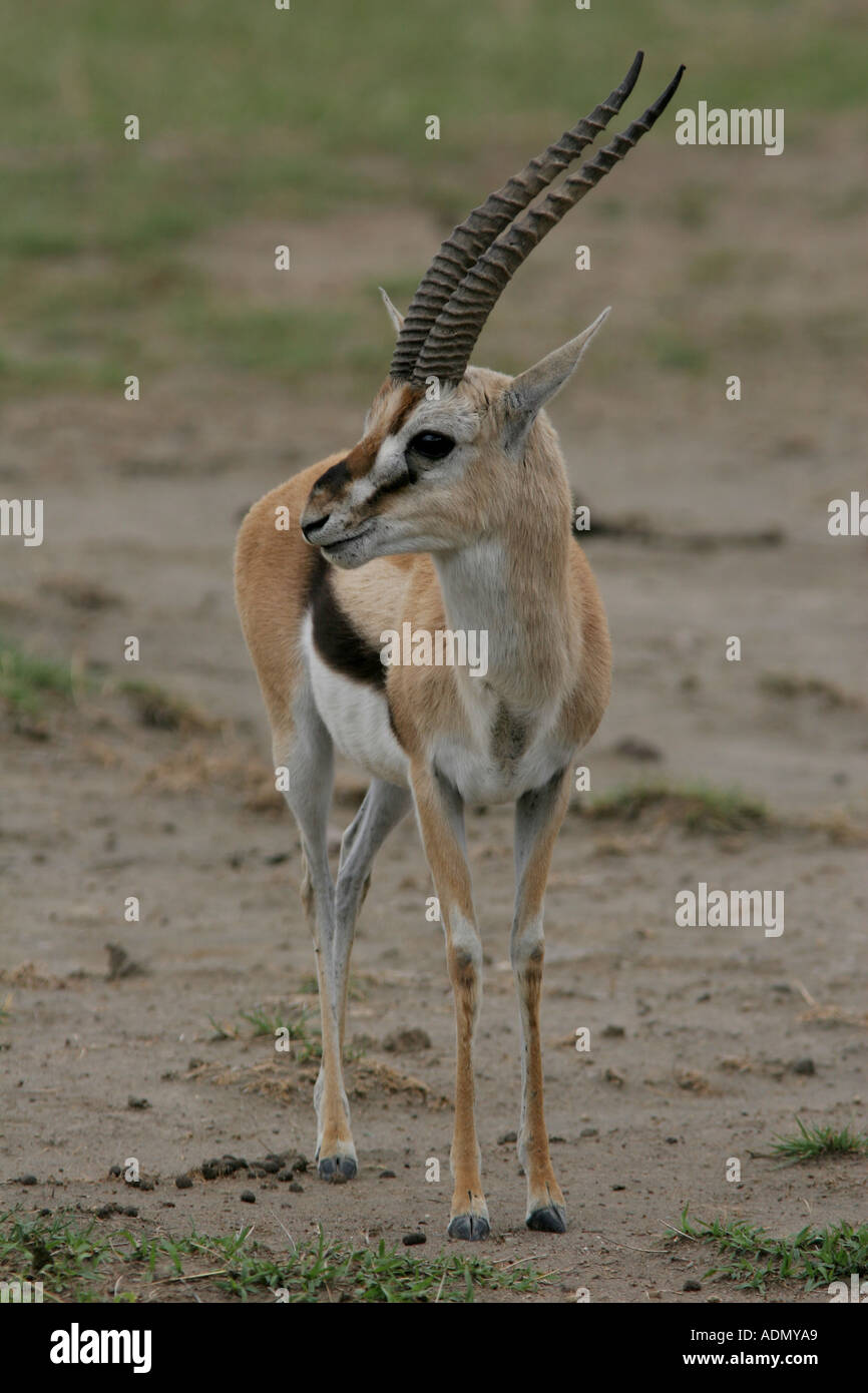 male Thomson's gazelle Ngorongoro Crater Stock Photo - Alamy