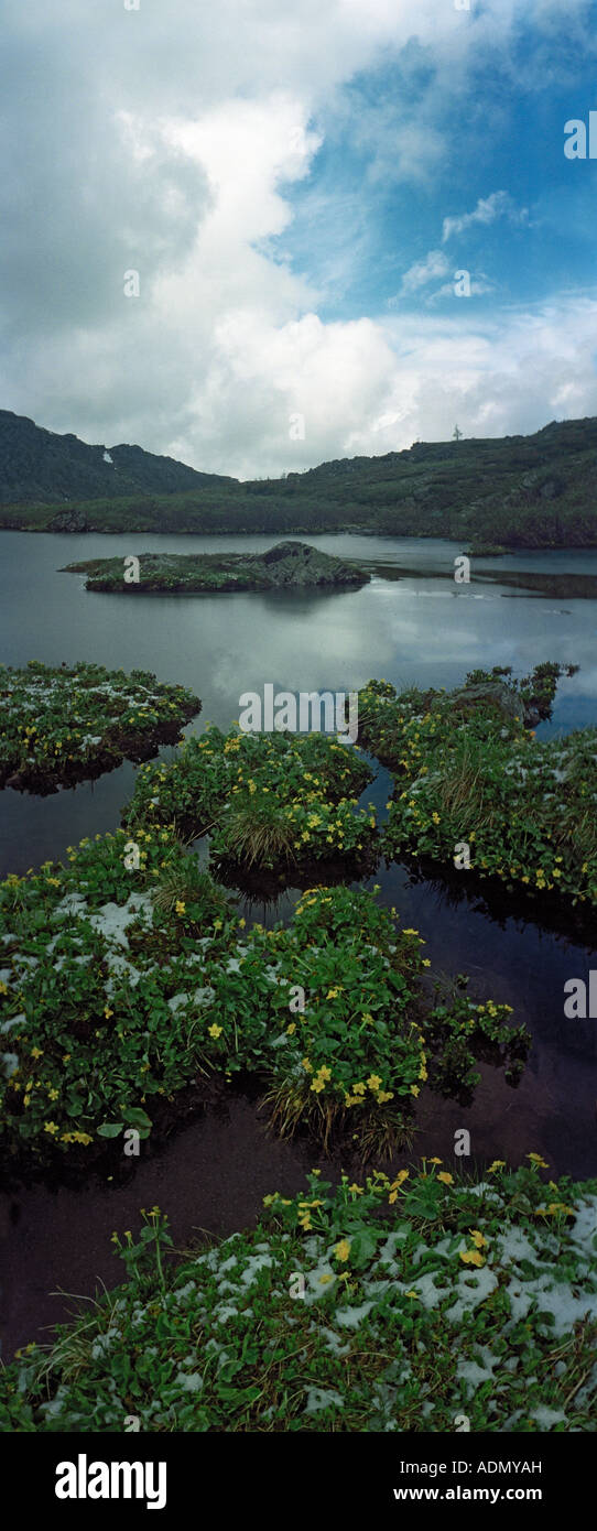 Kingcup (Caltha palustris, Ranunculaceae). Karakol lake. The Iolgo Range. Altai. Siberia. Russia Stock Photo
