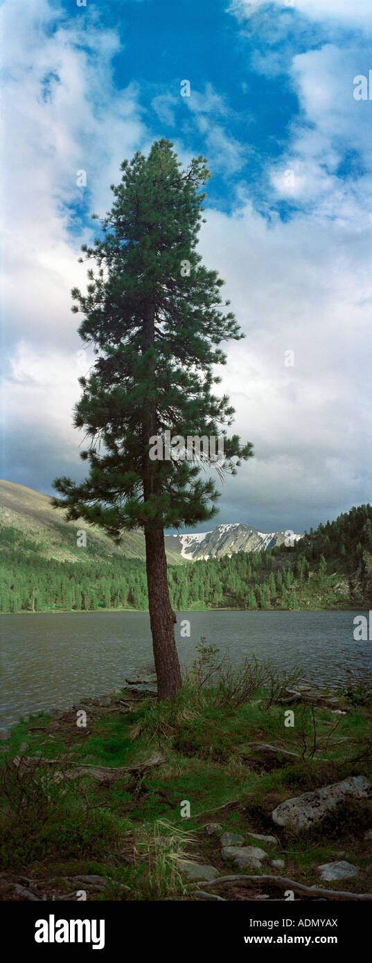Siberian pine tree (Pinus sibirica, Pinaceae). Karakol lake. The Iolgo Range. Altai. Siberia. Russia Stock Photo