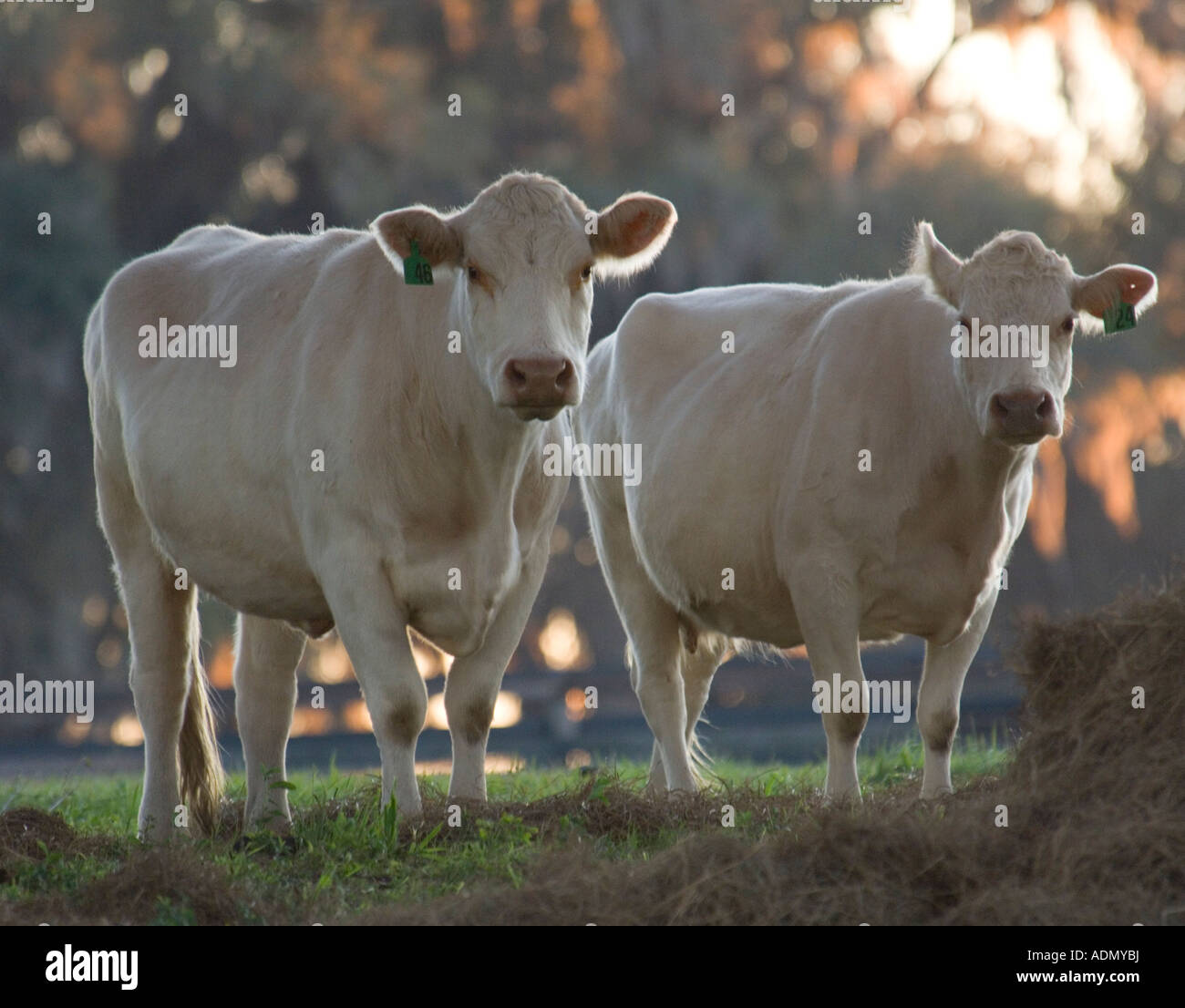 Pair of Charolais Cattle in pasture Stock Photo
