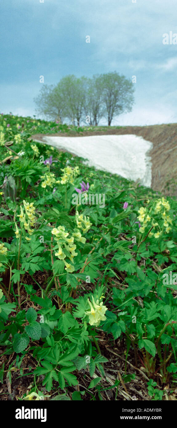 Yellow toadflax (Linaria vulgaris, Plantaginaceae). Altai Mountains. Siberia. Russia Stock Photo