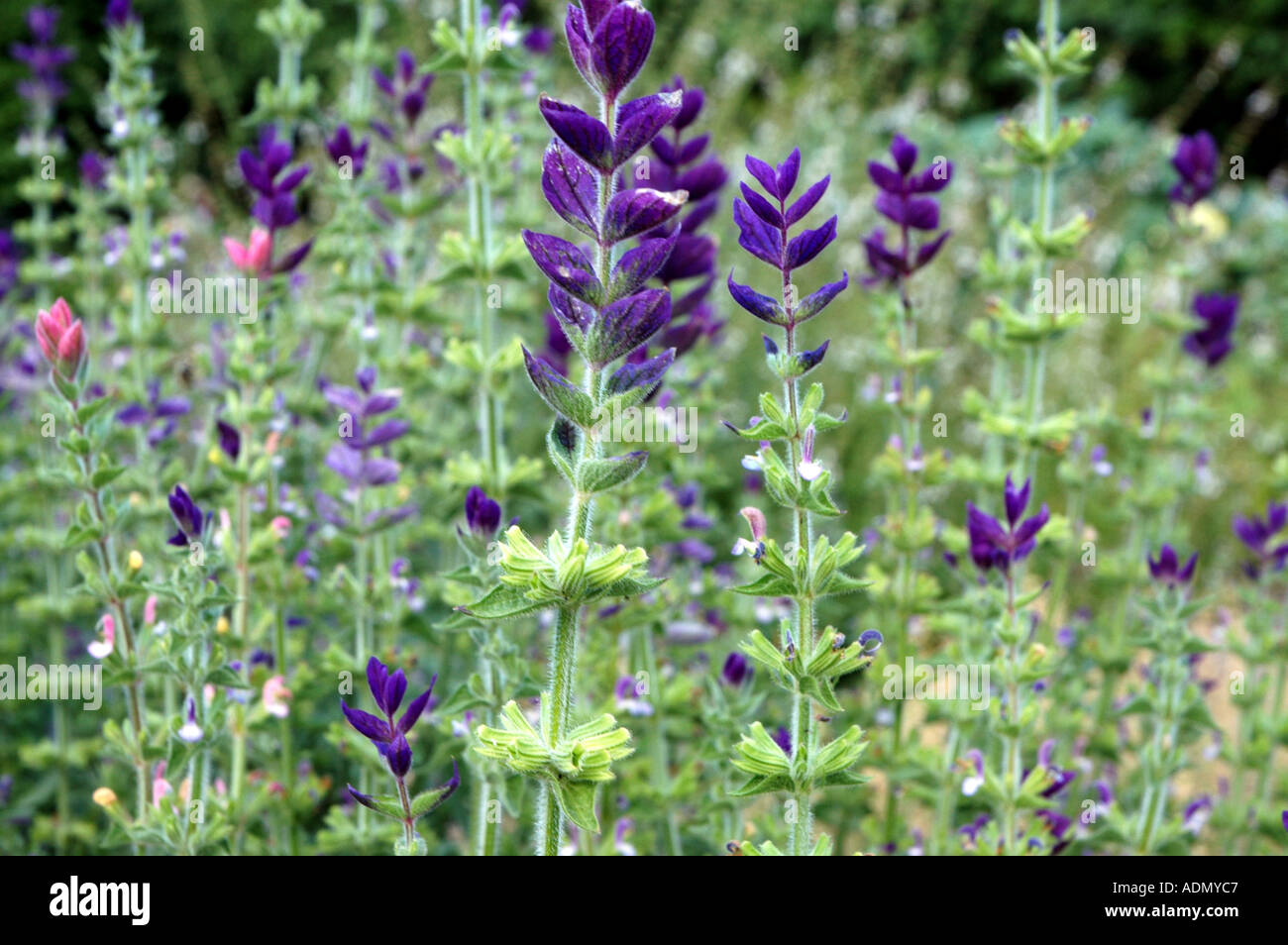 Salvia horminum viridis Salvia Bluebeard Stock Photo
