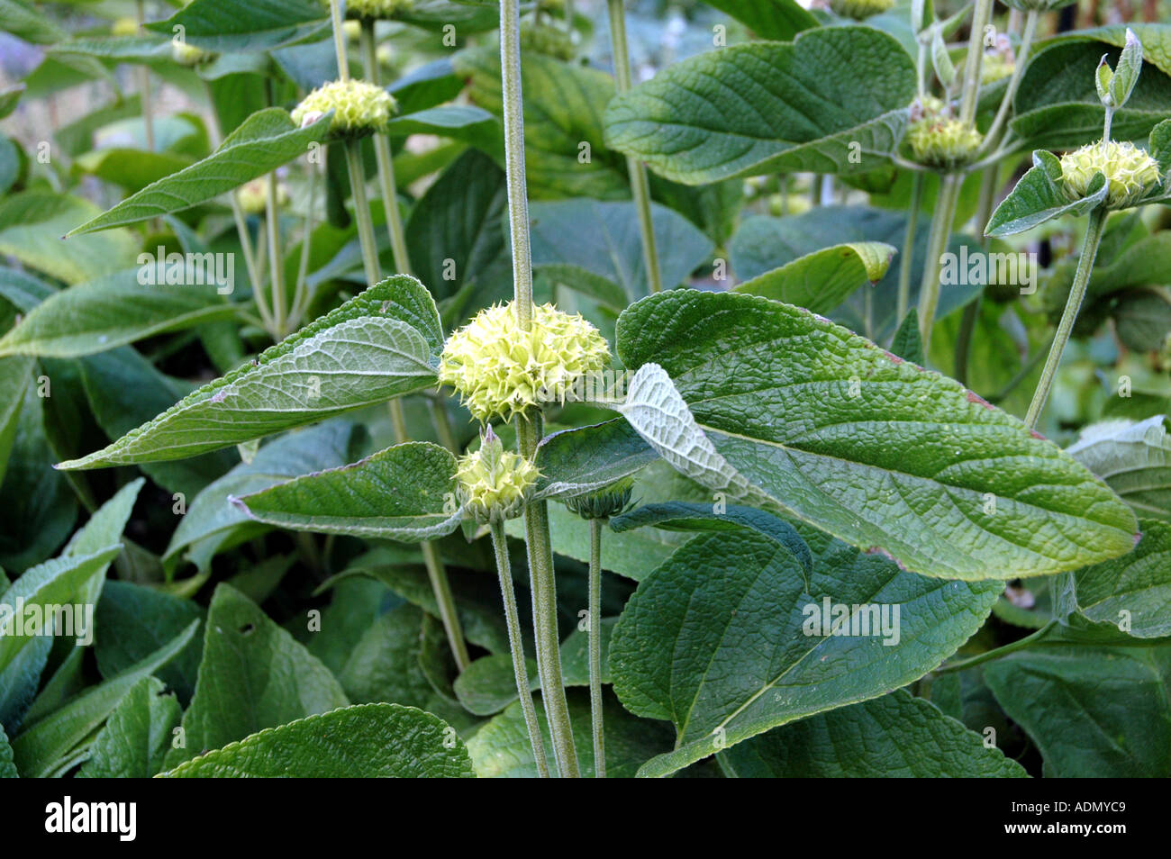 Phlomis viscosa (Phlomis russeliana) Poiret Jerusalem Sage Stock Photo