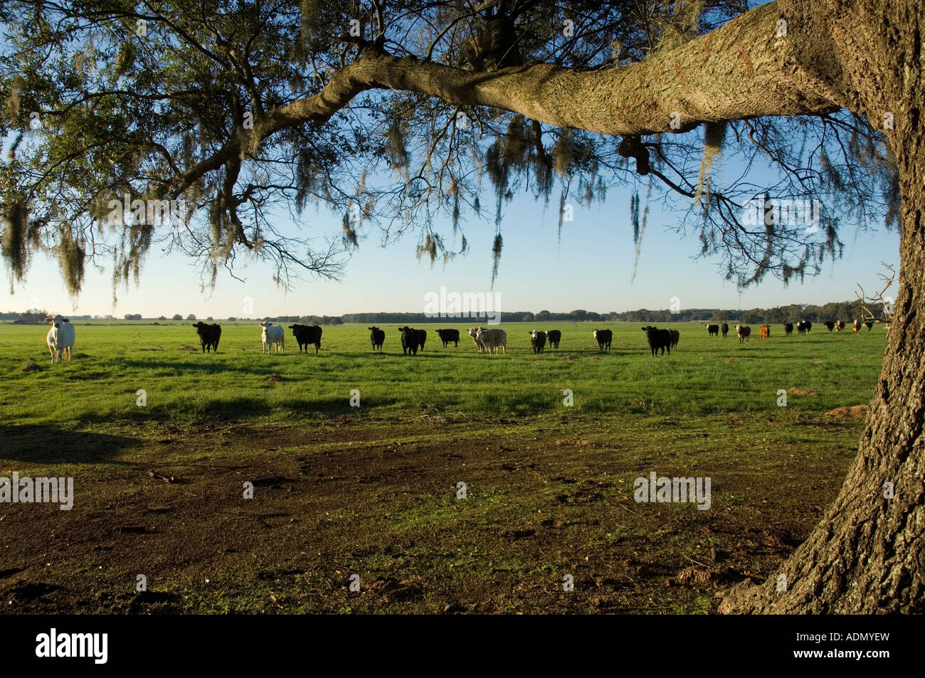 Commercial beef cattle herd Stock Photo