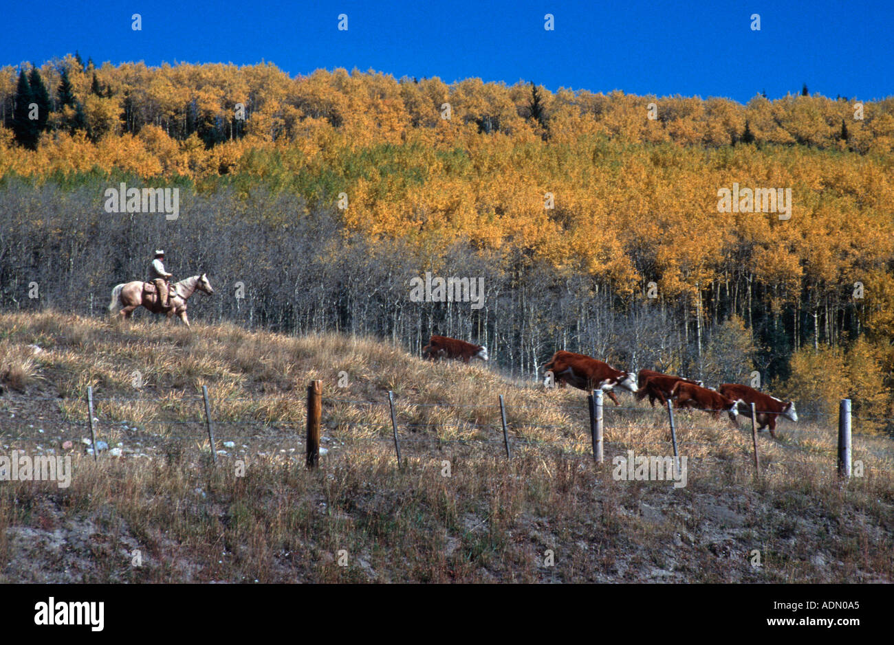 New mexico cowboy hi-res stock photography and images - Alamy