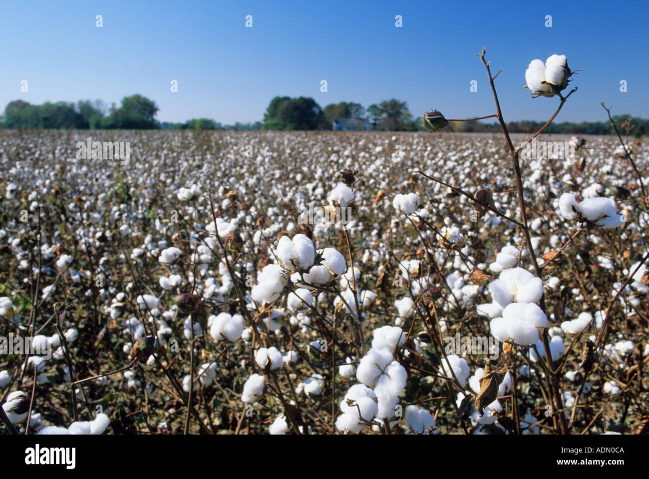A cotton field in South Carolina Stock Photo Alamy