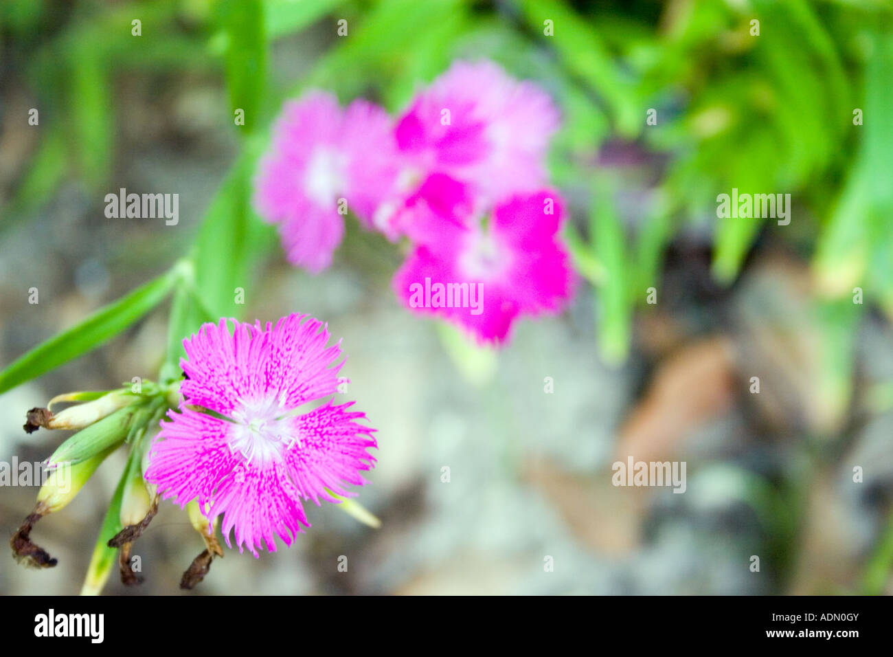 Pretty wild flowers hi-res stock photography and images - Alamy