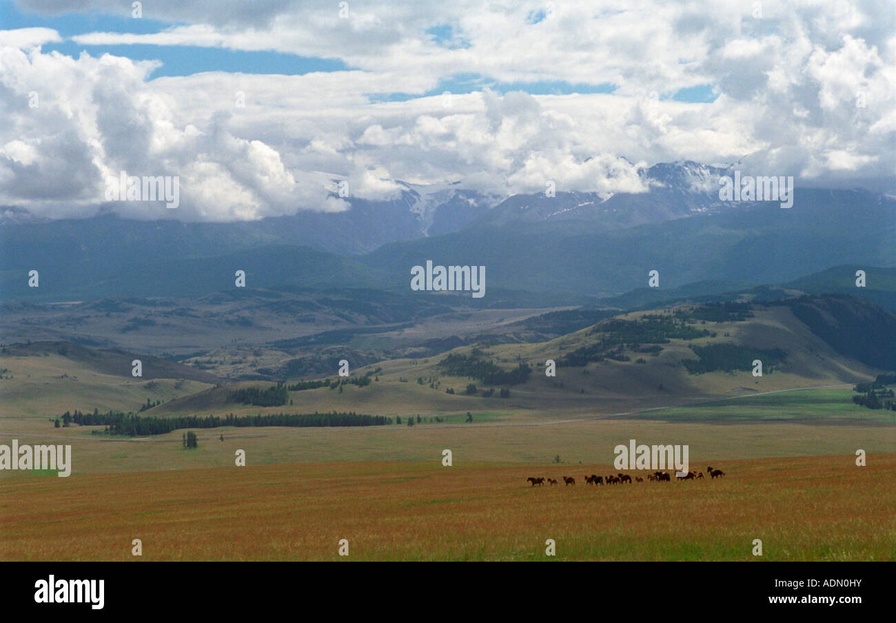 Racing horses. Chuya Steppe. The North-Chuya Range. Altai. Siberia. Russia Stock Photo