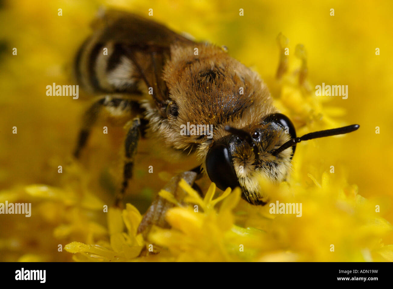 Wild bee (Colletes similis), feeding on a Goldenrod flower (Solidago) Stock Photo