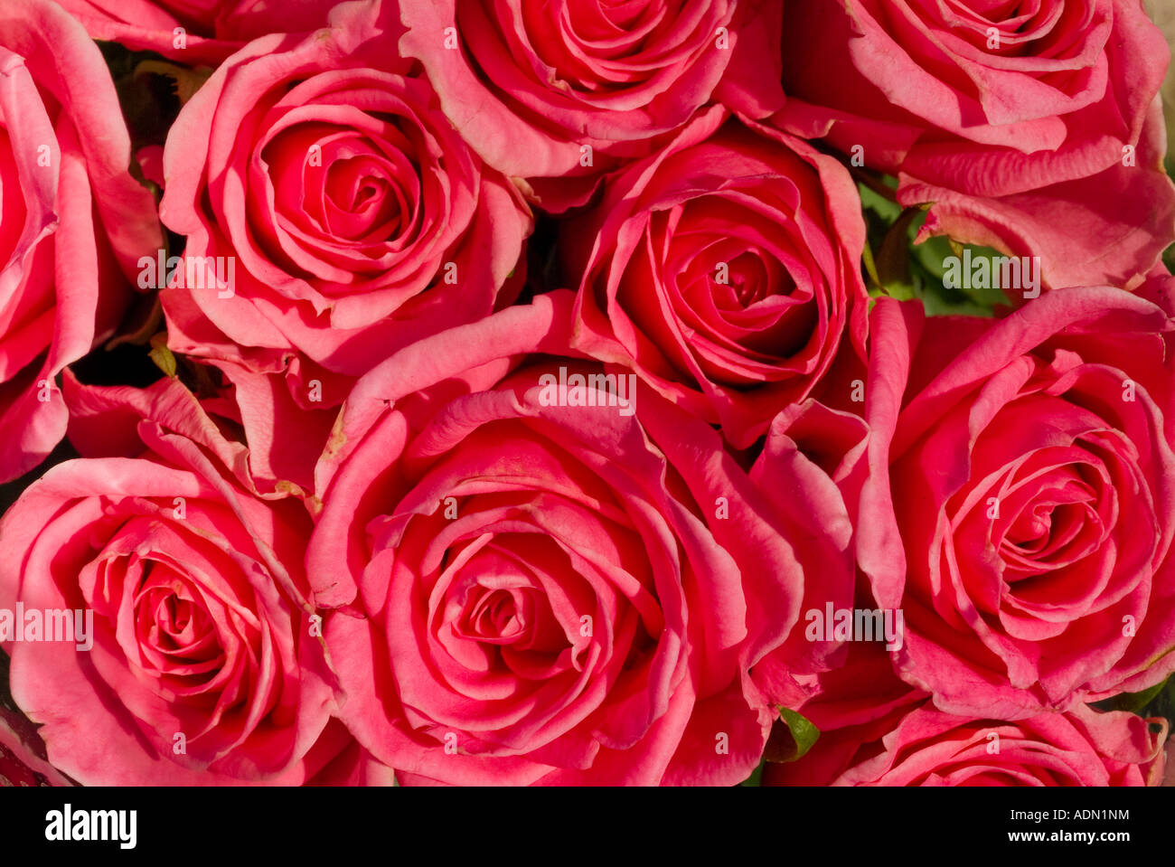 Cluster of red roses close up Stock Photo Alamy