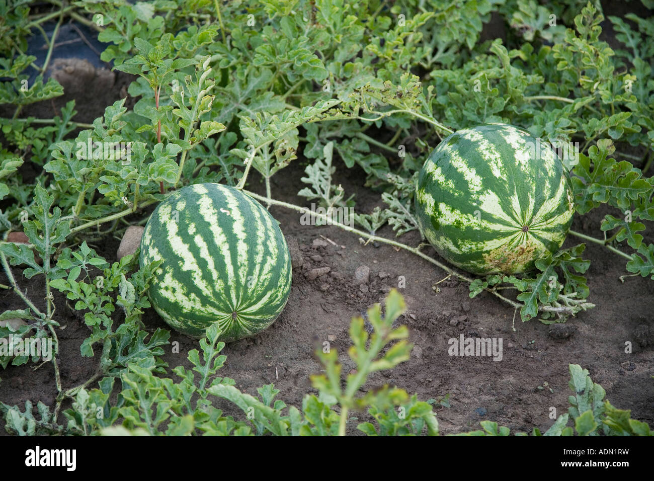 Watermelon vine hi-res stock photography and images - Alamy