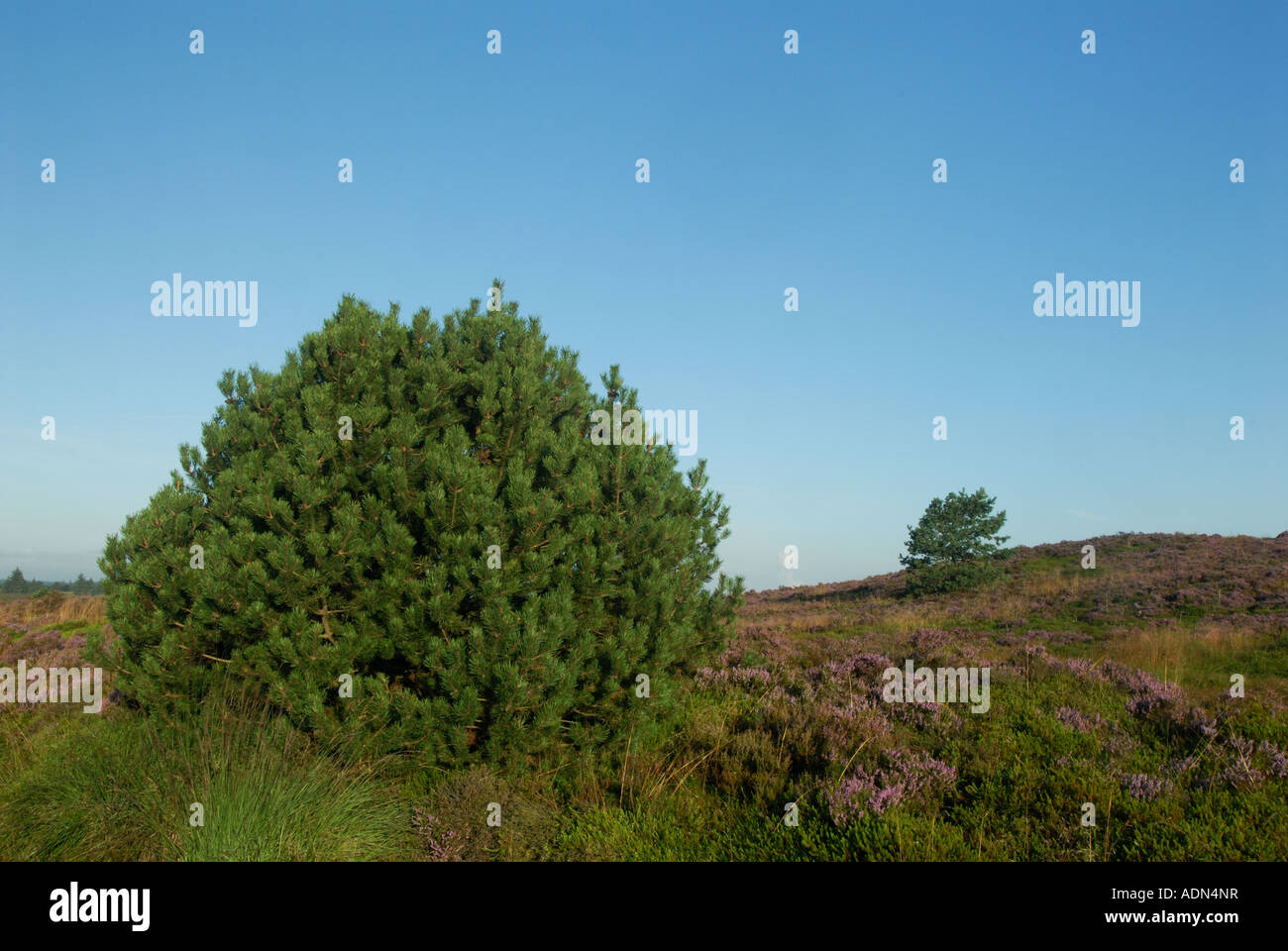 Mountain Dwarf-Pine / Mugo Pine (Pinus mugo) Stock Photo