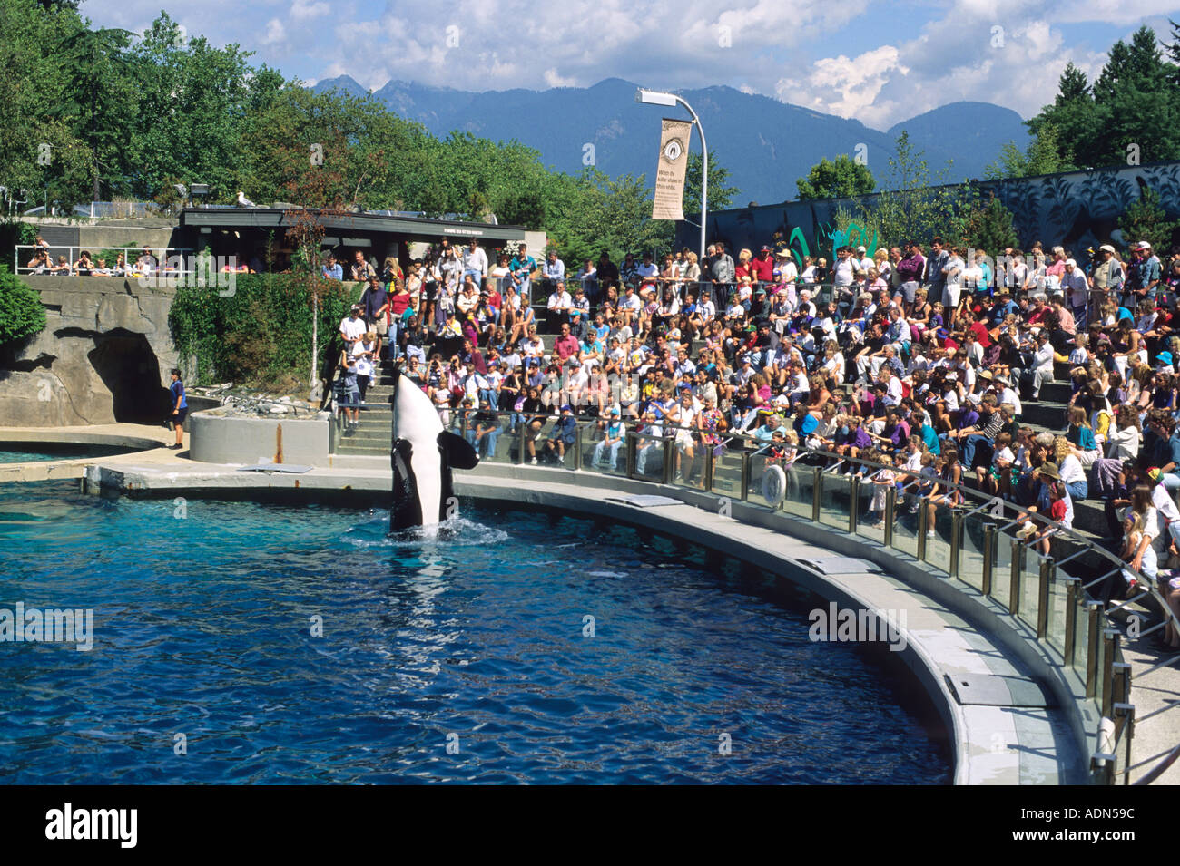 A killer whale performing before a crowd at the aquarium in Vancouver Canada  Stock Photo