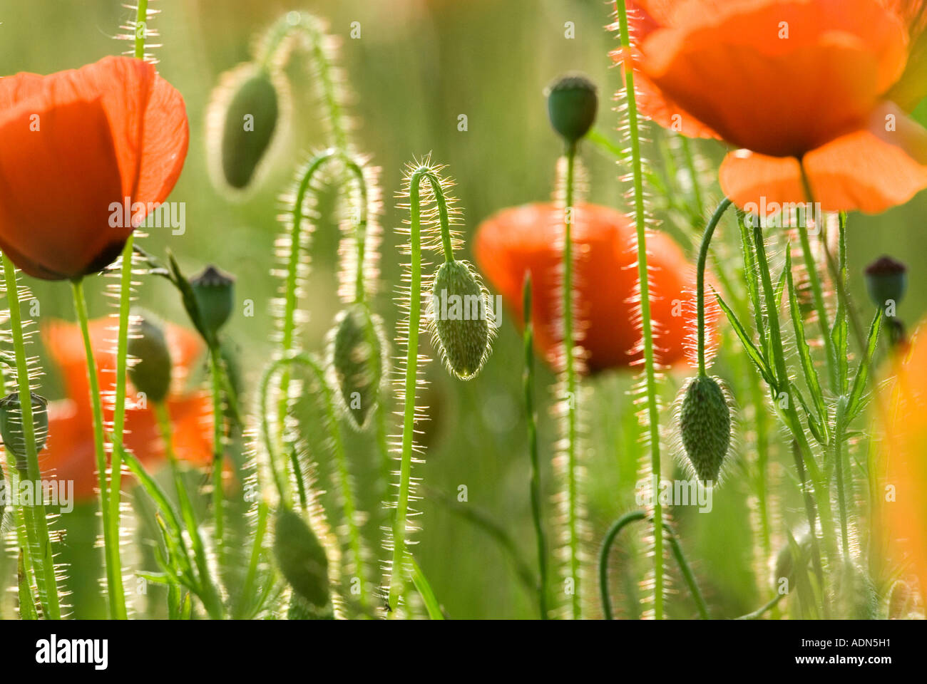 Poppy buds and seed pods hi-res stock photography and images - Alamy