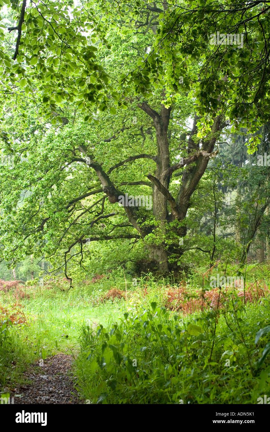 Wild Wood Mortimers forest Ludlow Shropshire Stock Photo Alamy